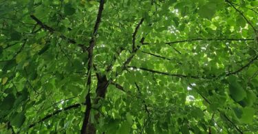 ricostruzione storica del verde di Roma