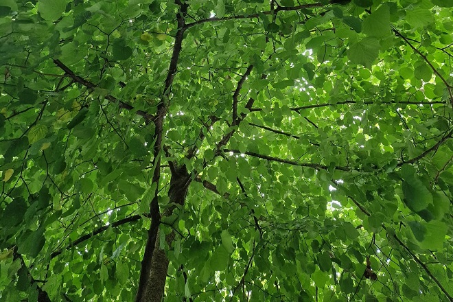 ricostruzione storica del verde di Roma