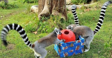 bioparco_natale_roma