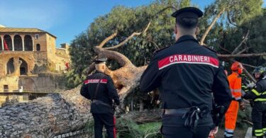 albero caduto via dei fori imperiali