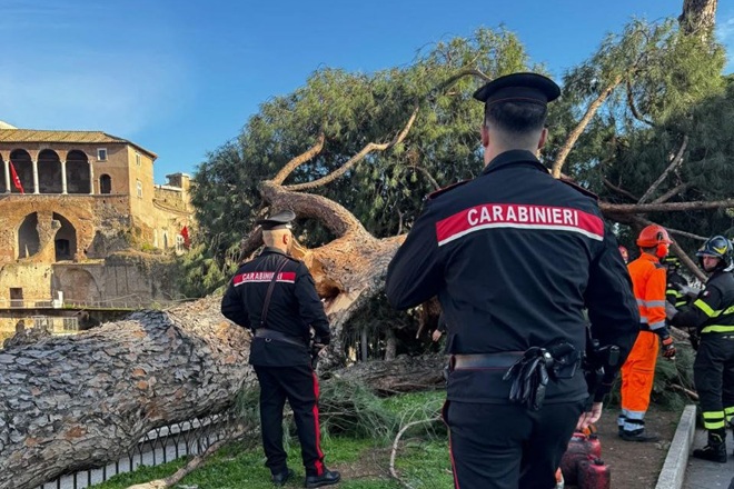 albero caduto via dei fori imperiali