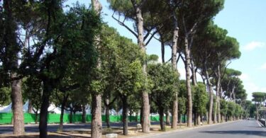 alberi_masterplan_