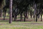alberiverdeurbano_d0