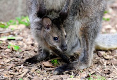 canguro bioparco