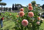 roseto premio