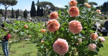 roseto premio