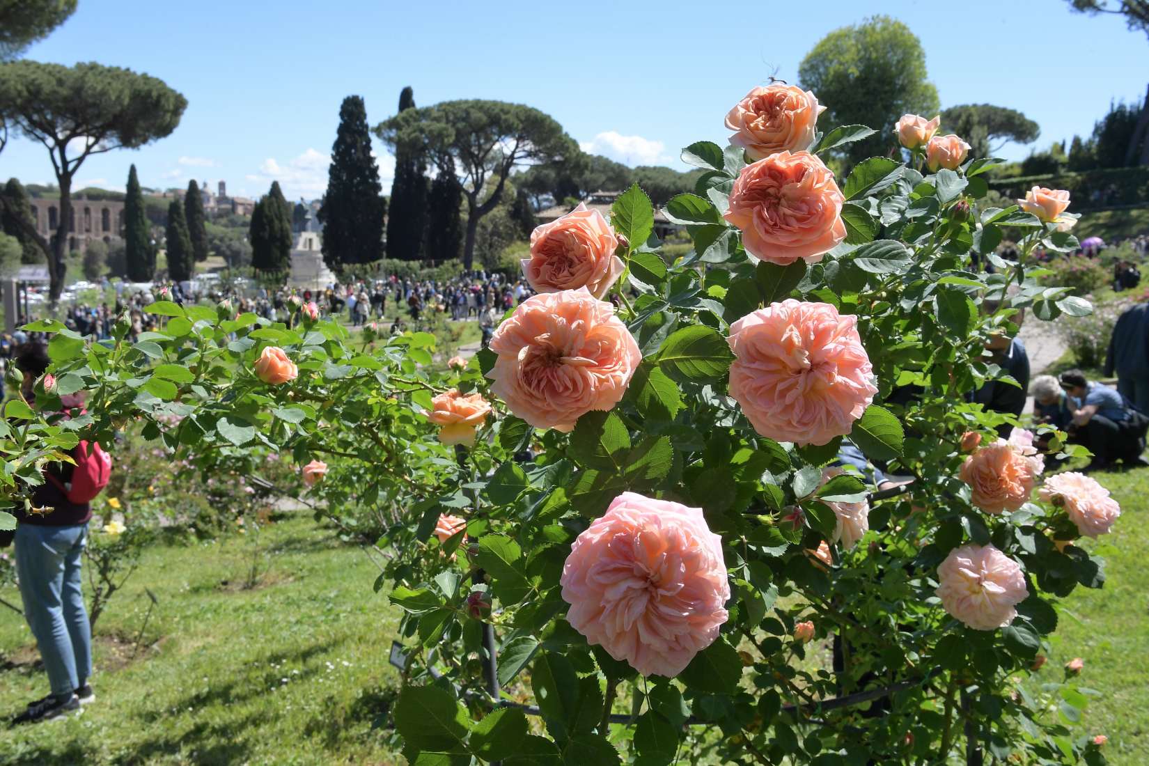 roseto premio