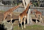 bioparco