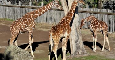 bioparco
