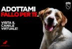 jovanotti_concerti_campagna_canili_