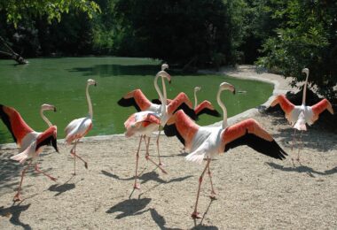 fenicottero rosa bioparco